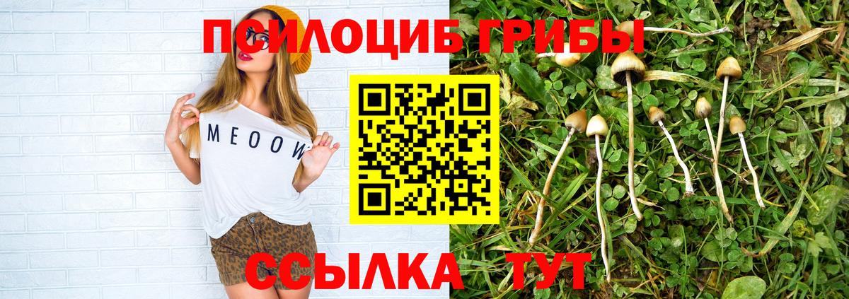 Псилоцибиновые грибы Cubensis Лениногорск